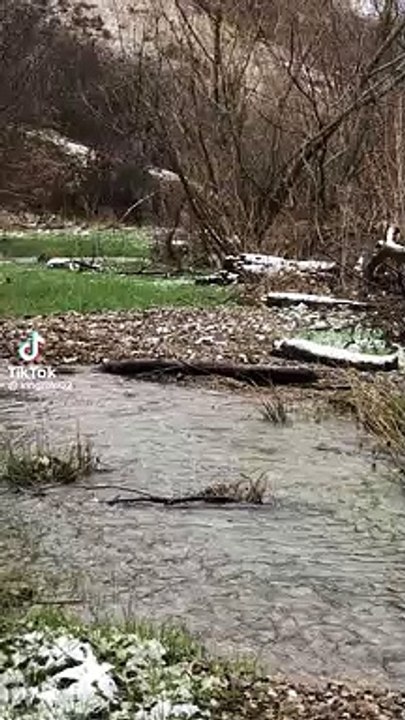 Dog attack | dog fighting