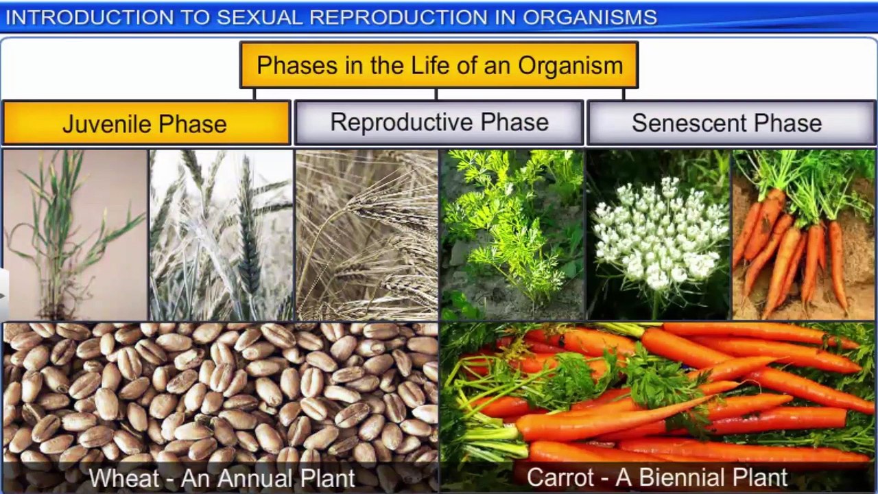 12_1_2. Introduction to sexual reproduction in organisms