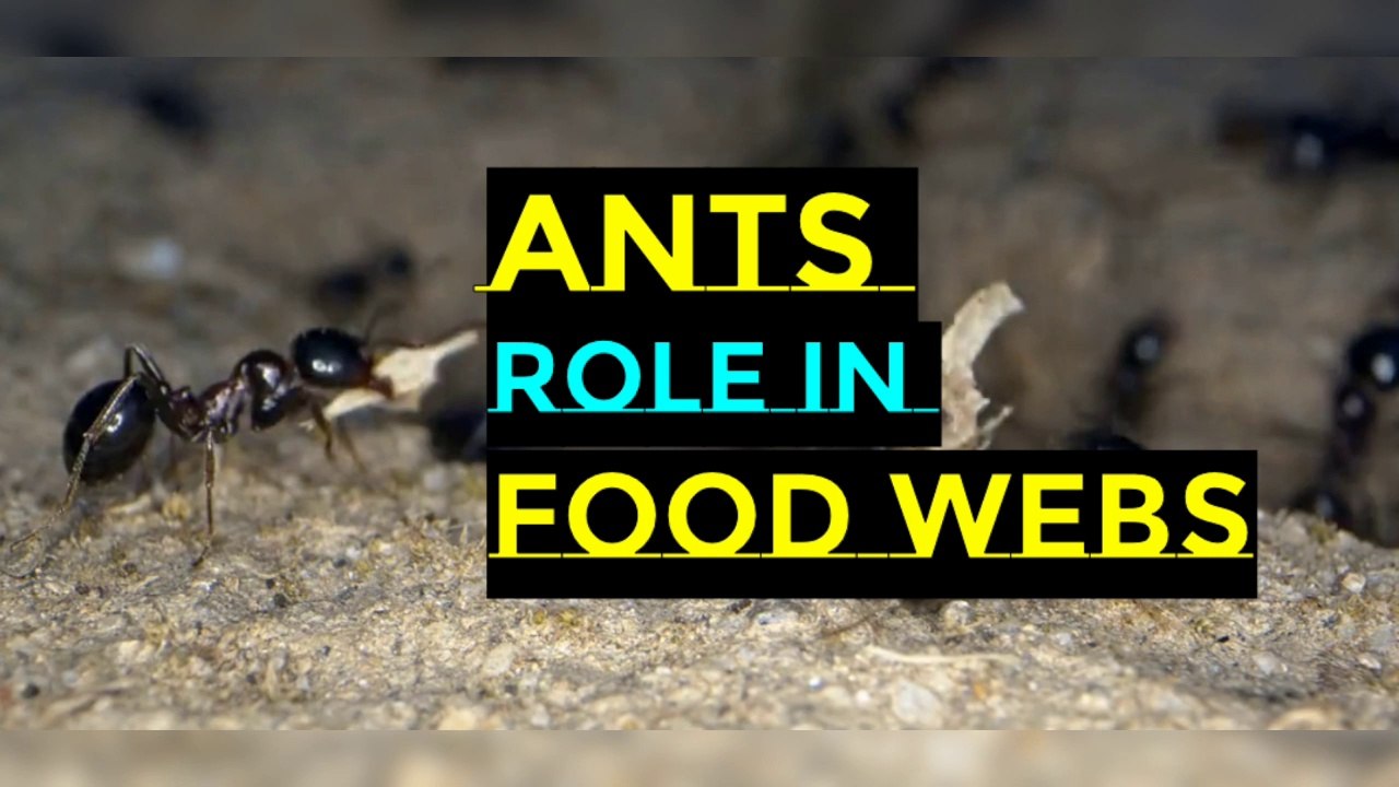 Ants and their Role in food webs