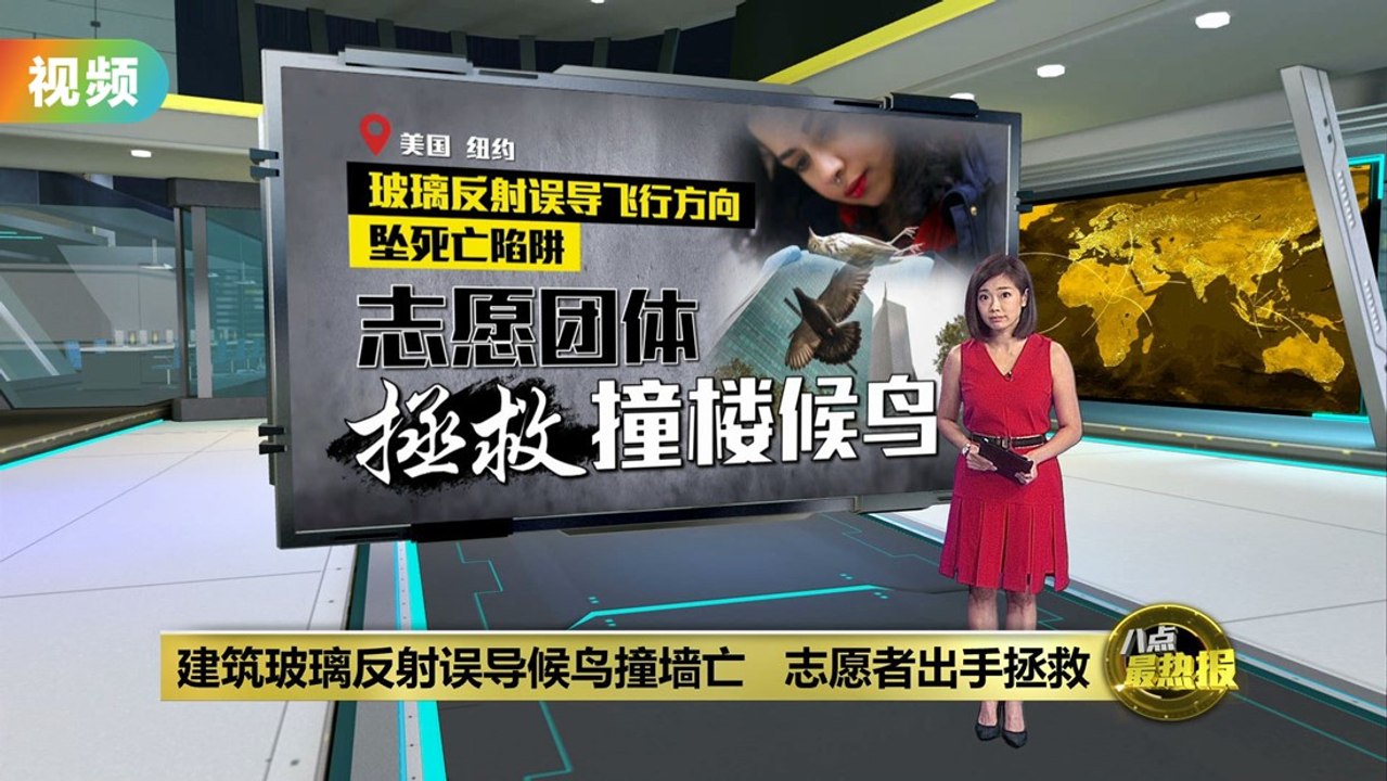 建筑玻璃反射误导候鸟撞墙亡   志愿者出手拯救