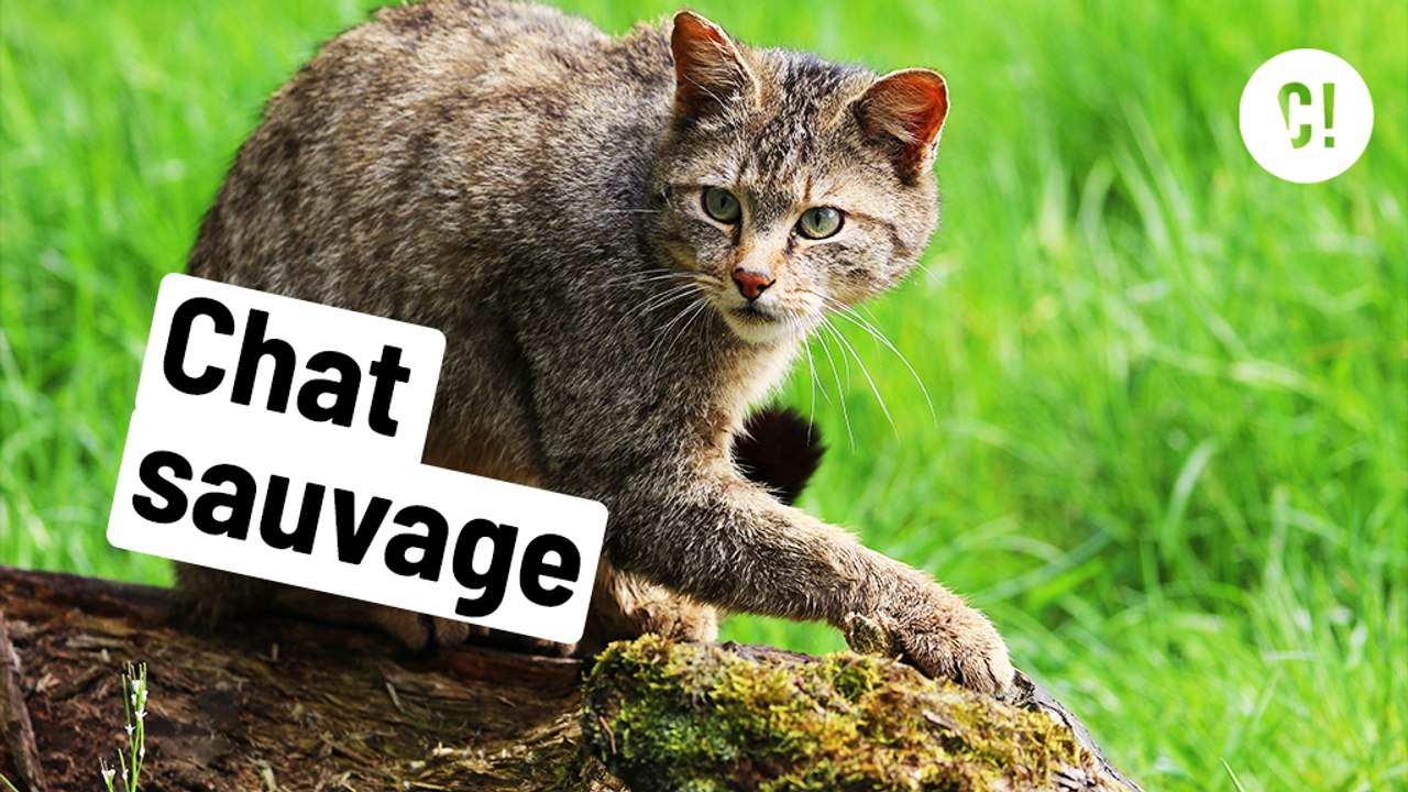 Regardez, un chat sauvage !