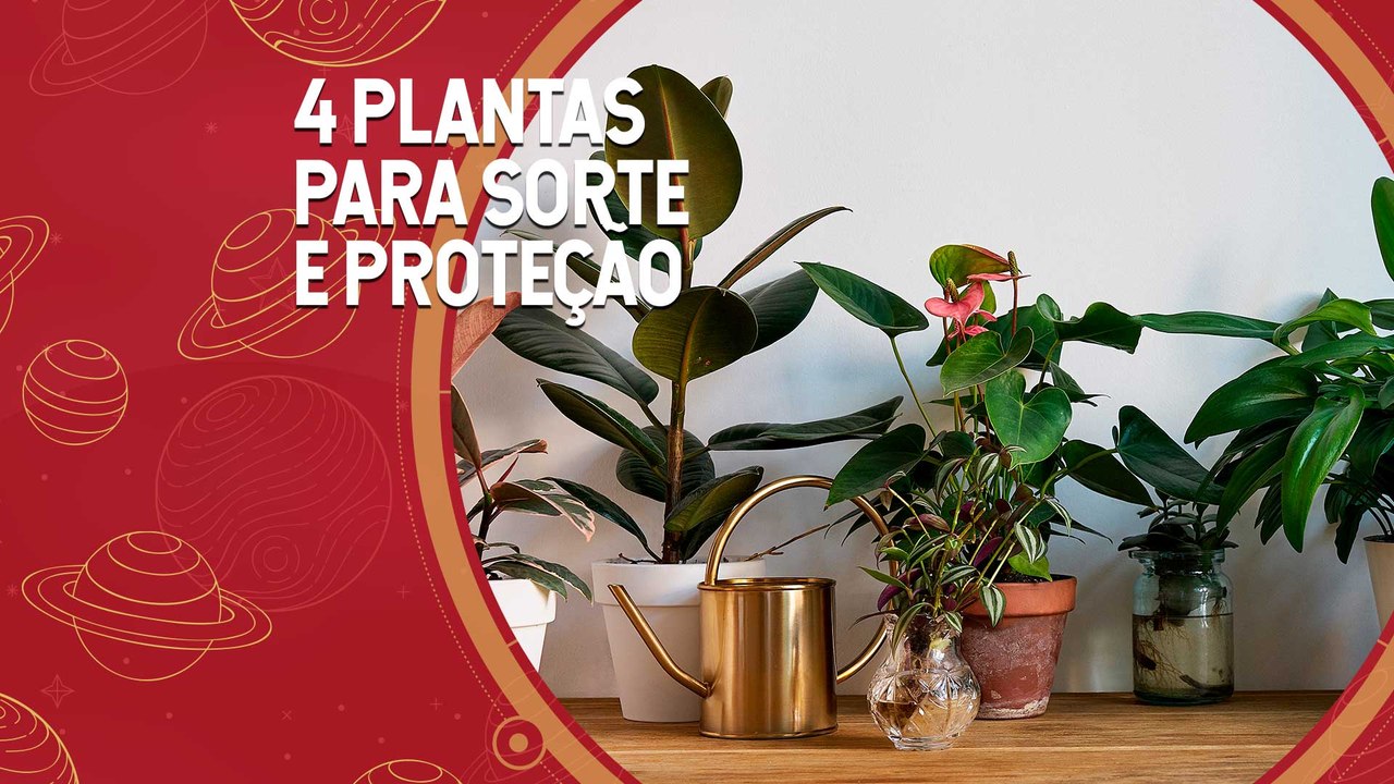 Mais sorte: 4 plantas para proteção e sorte da sua casa