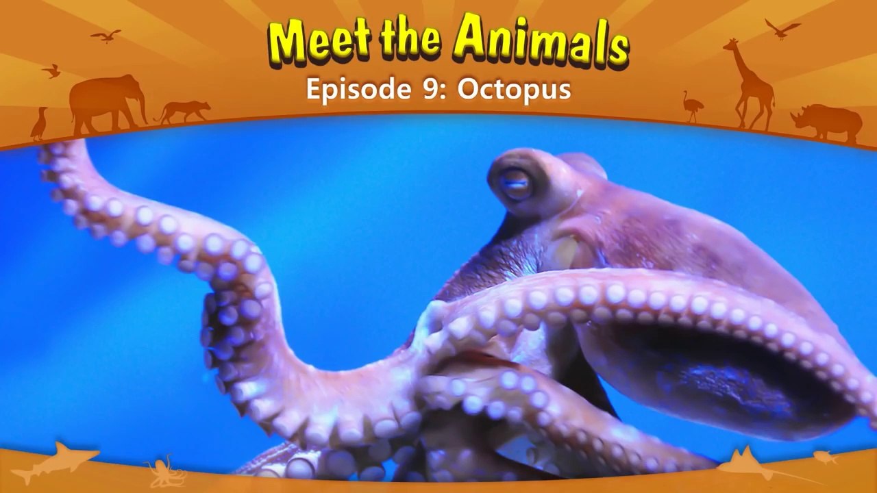 Meet the Octopus | Learn About Octopus for Kids