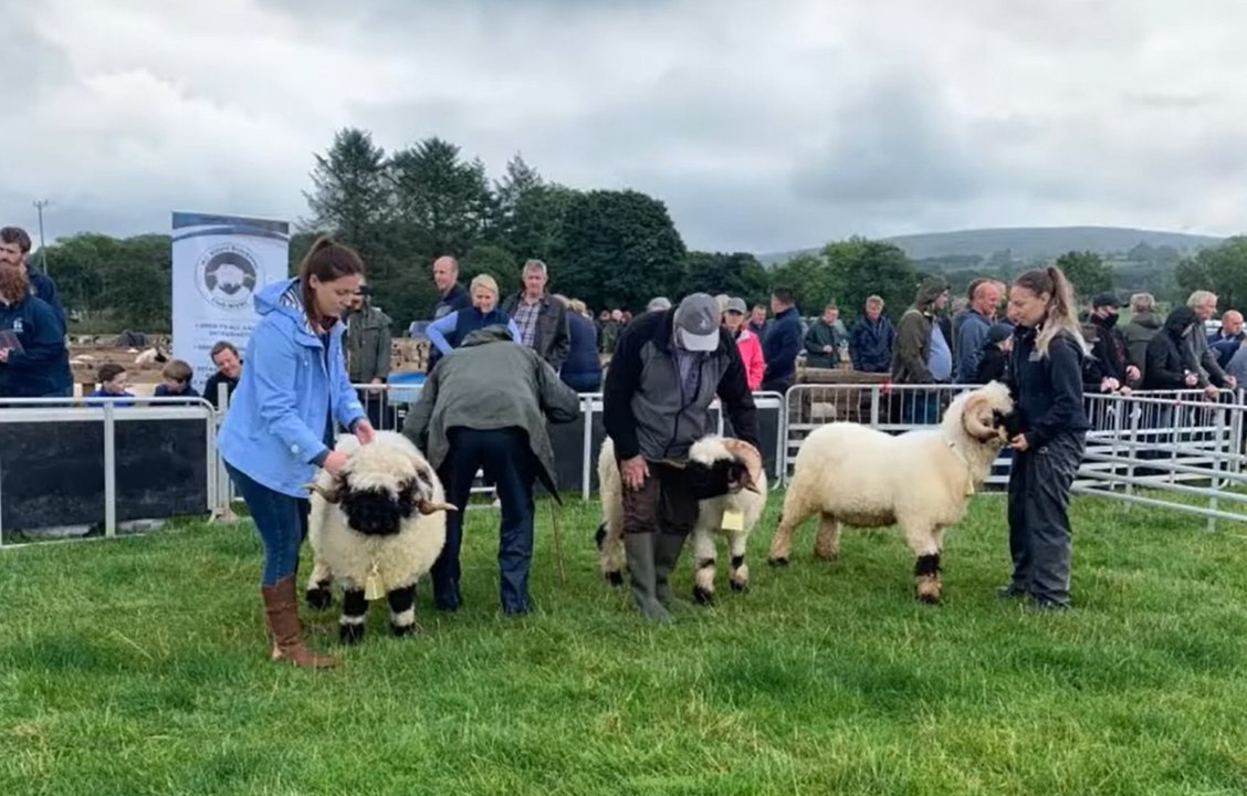 Valais Blacknose Sheep on show at the Plum Show (April 2023)