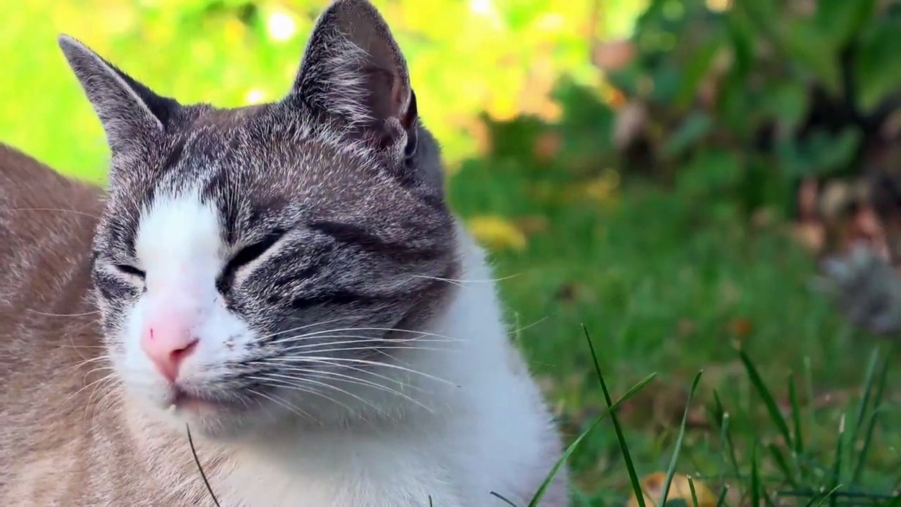 Música Relajante para Gatos  Música para Relajar y Dormir Gatos y Gatitos Bebés Inquietos 