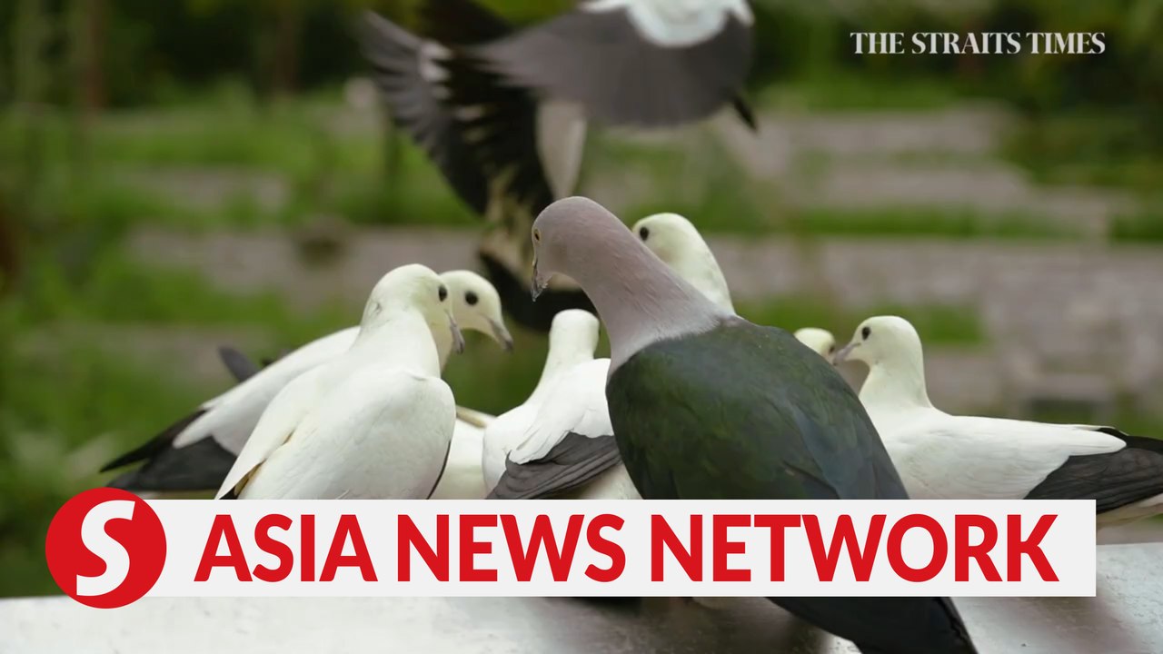 The Straits Times | Seven must-see attractions at Bird Paradise: Early Bird Edition