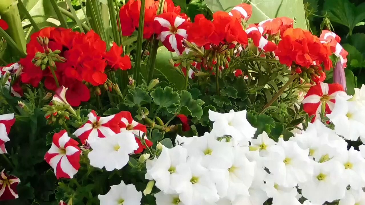 HD 4K Video Quality 🎥