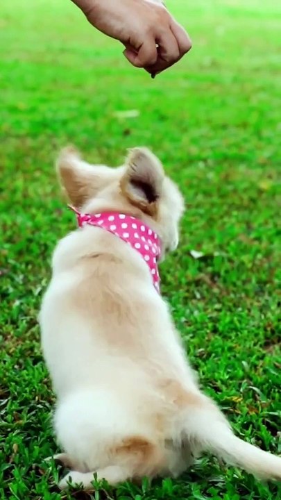 Sweet Little Pets ❤️ #kittens #puppies