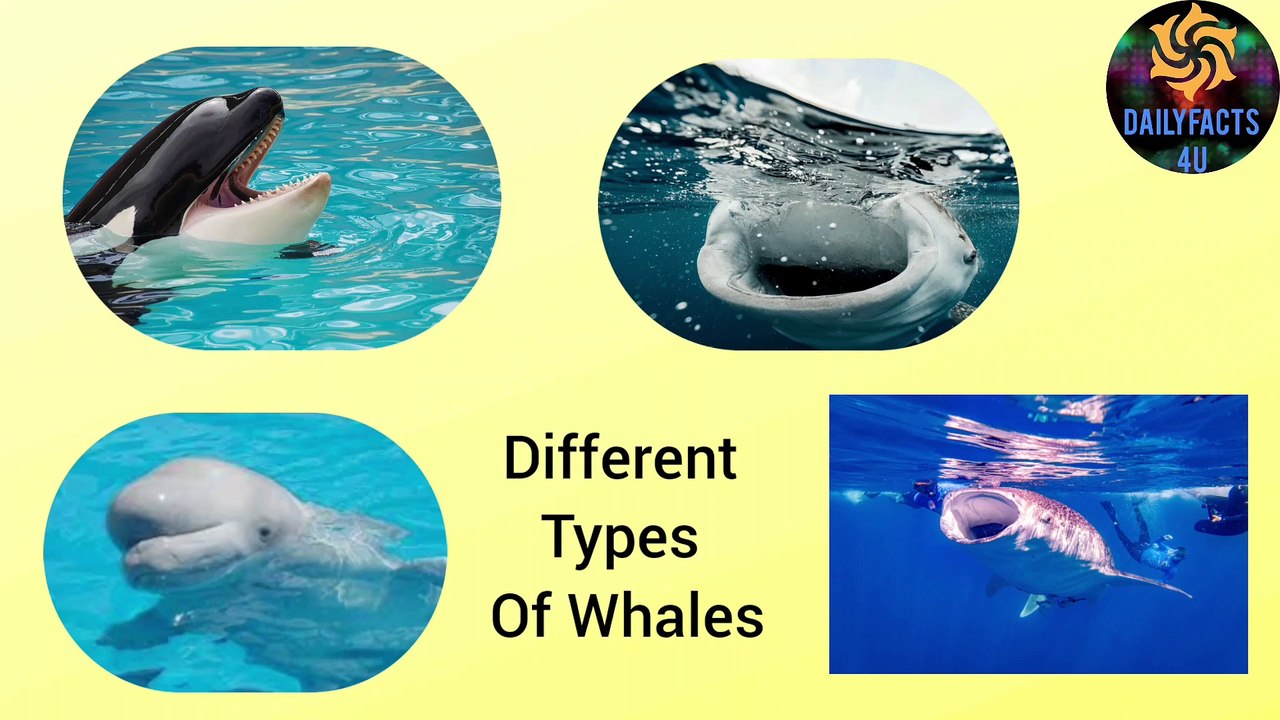 Different Types of whales