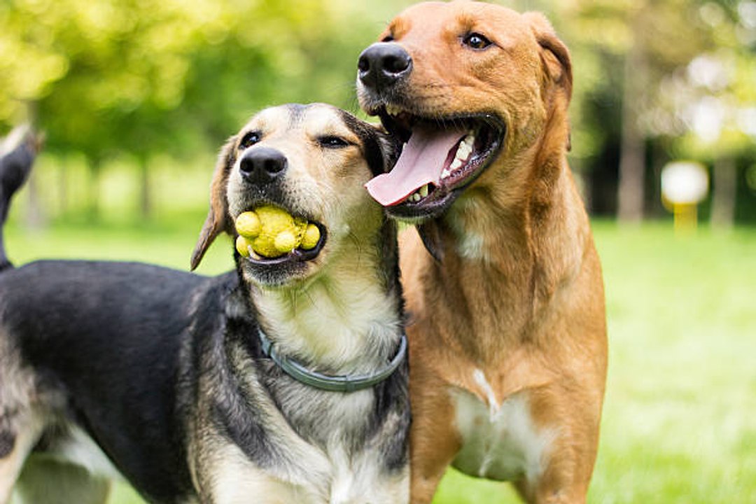 Consejos Para Elegir Al Mejor Compañero Para Jugar Con Tu Perro