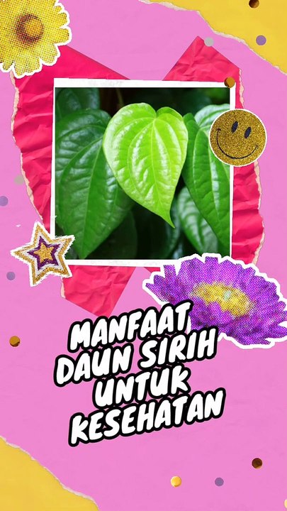 Manfaat daun sirih untuk kesehatan tubuh