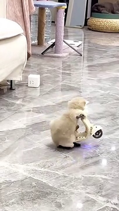 My new car #catsoftiktok #fyp #fyp>