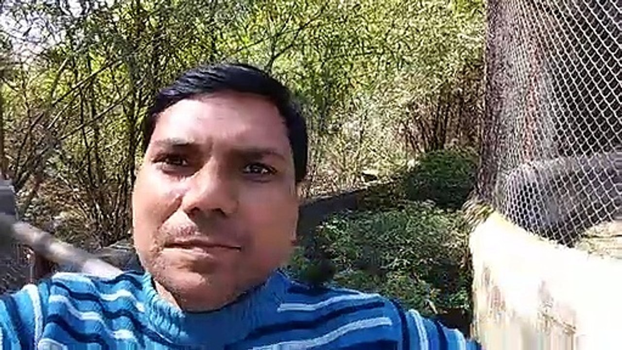 Animal Identification in Video