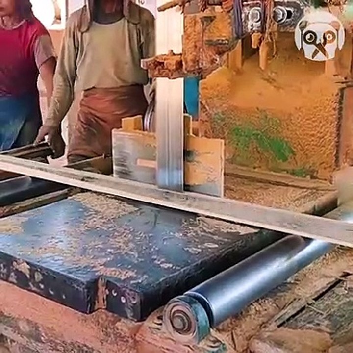 The process of cutting giant tree