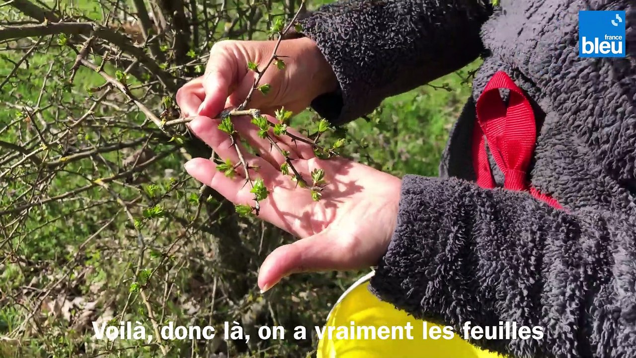 L'aubépine : comment la récolter et l'utiliser