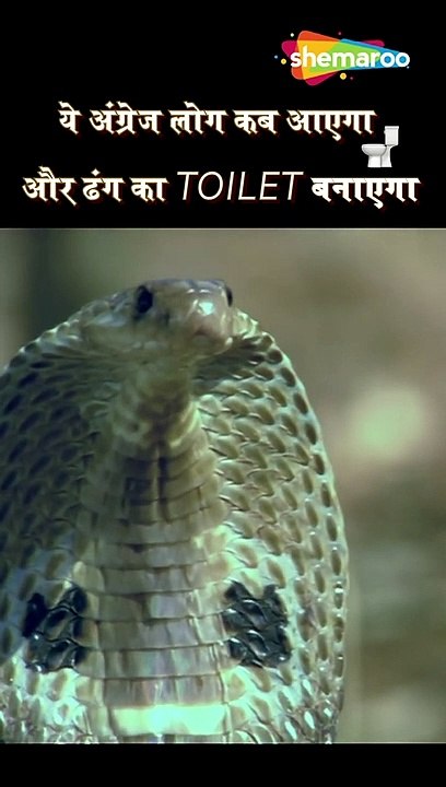 Bollywood movies comedy shorts seen