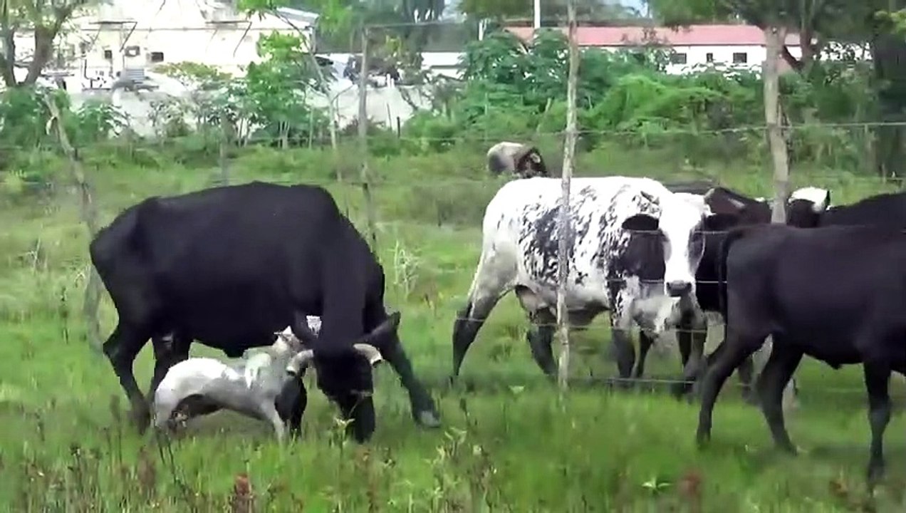 Dogo Argentino Is A Hunting Machine