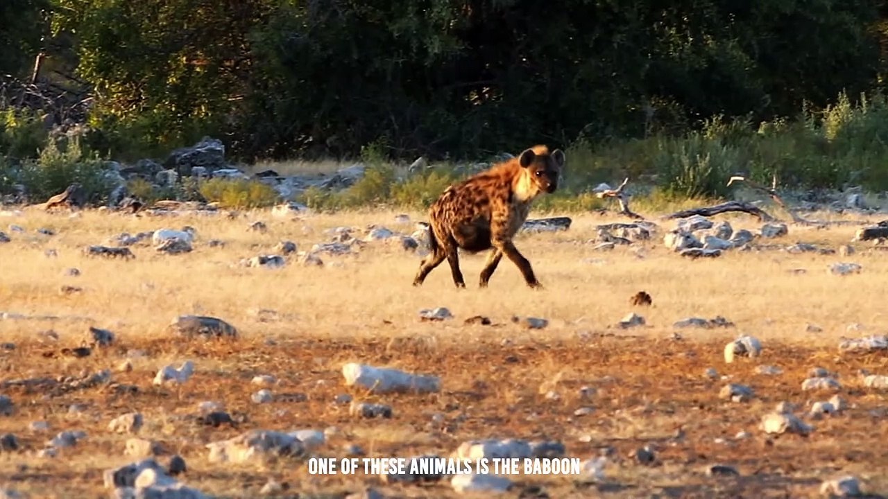 Hyena Exhibit Brutal Force To Face Off The Baboon