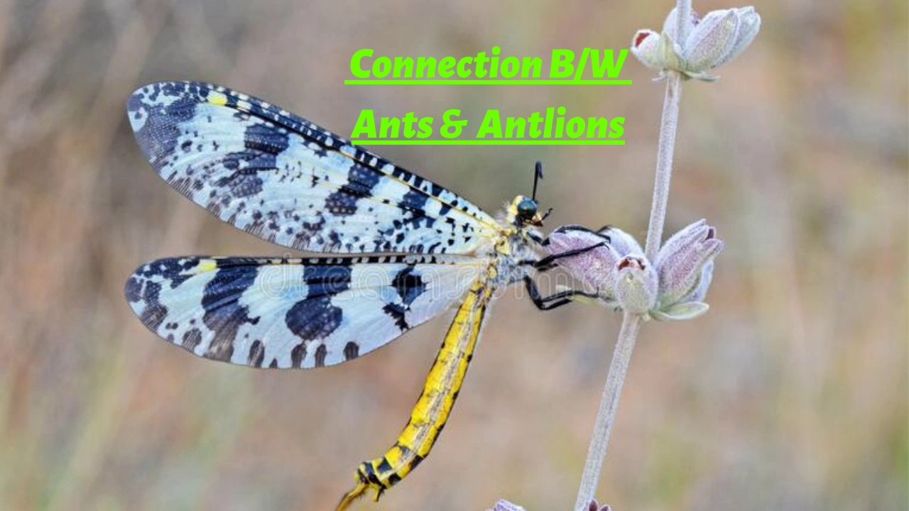 What is the Connection Between Ants and Antlions