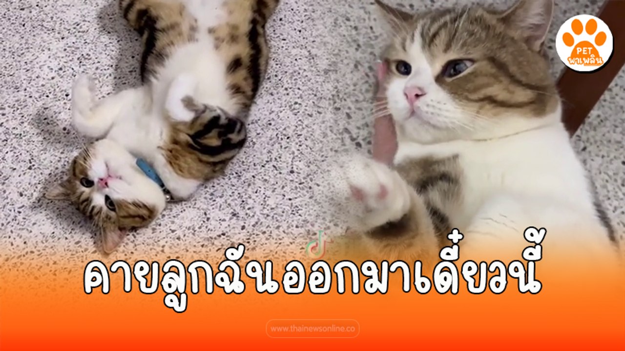 นุดทิ้งเราไว้ที่โรงแรมแมวตั้ง 7 วัน เราตรอมใจมาก ไม่ได้เต็มใจกินข้าวหรอก