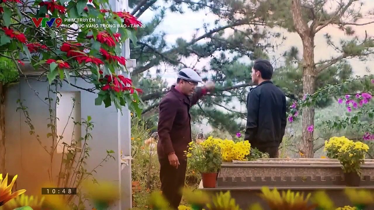Hoa Cúc Vàng Trong Bảo Tập 20