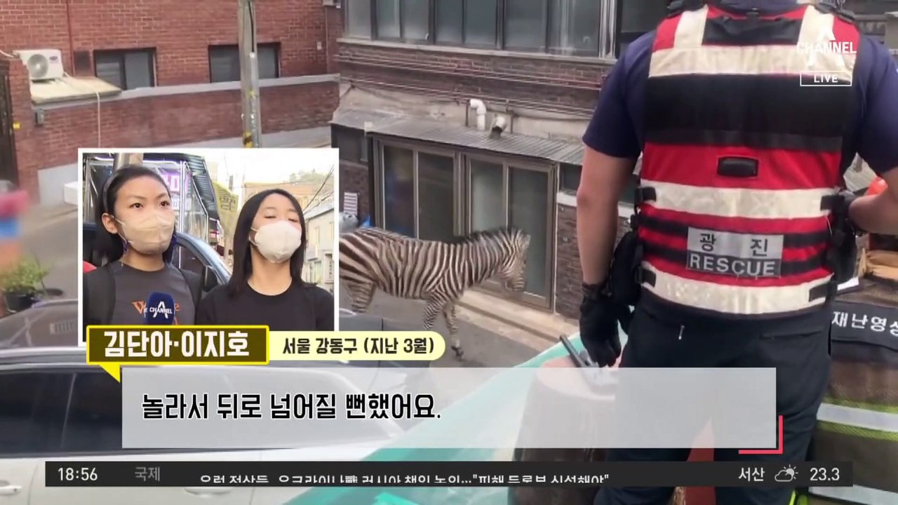 탈출 소동 얼룩말 세로…여친 만나 ‘솔로 탈출’