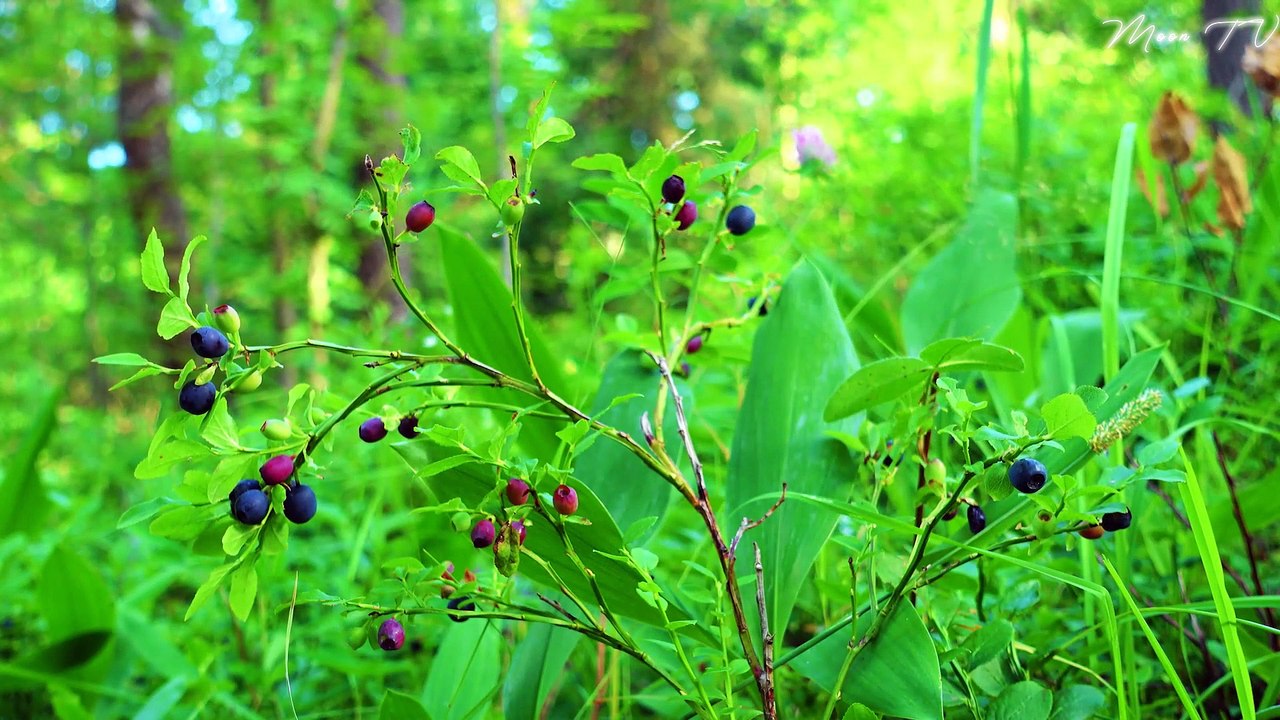 Instrumental Music for Relaxation