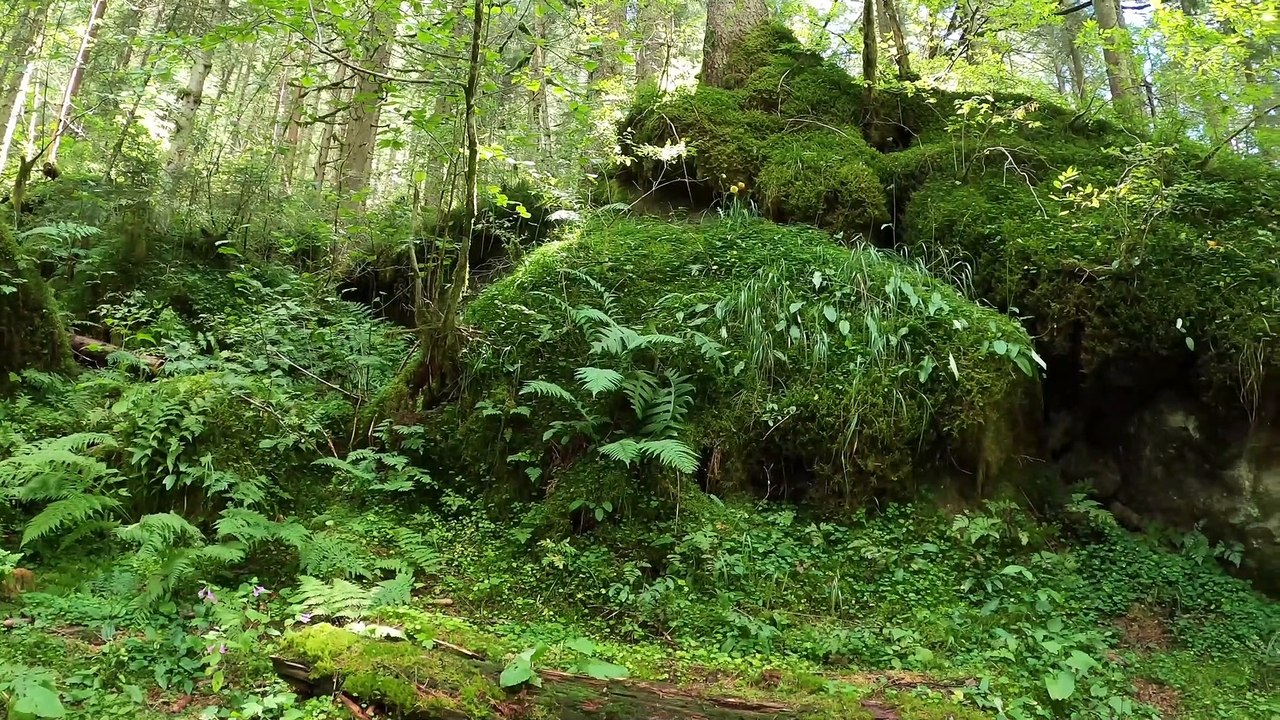 Relaxing Forest View and Bird Sounds for Ultimate Stress Relief