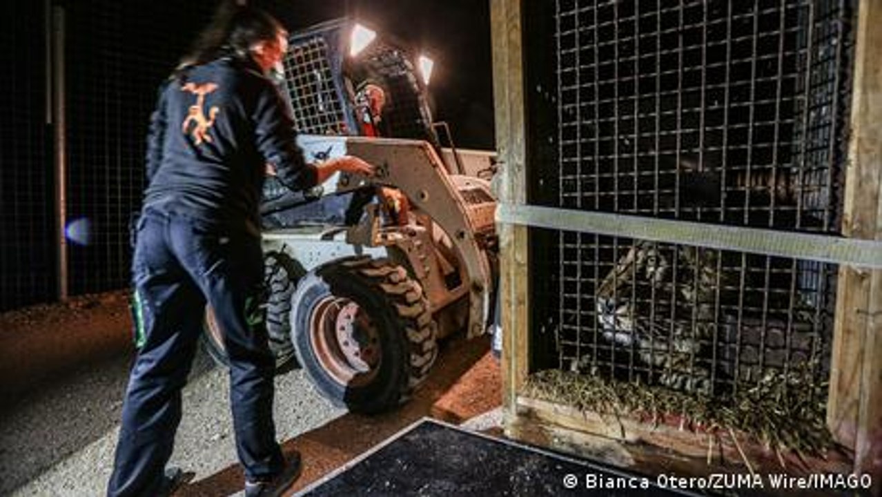 Animal smuggling in Spain