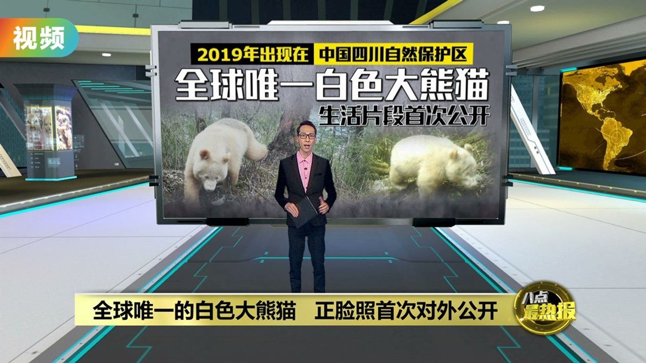 全球唯一的白色大熊猫   正脸照首次公布