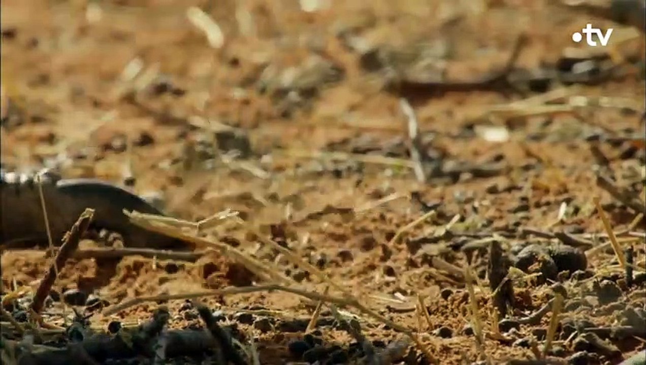 La griffe de l'autruche peut tuer un lion adulte - ZAPPING SAUVAGE
