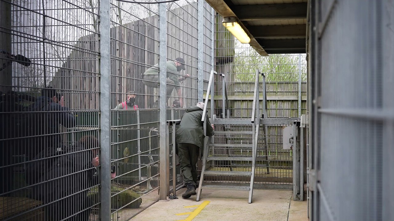 Releasing Teddi at his new Yorkshire Wildlife Park home