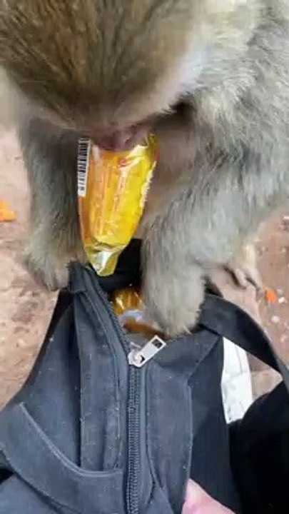 #fyp  #monkey#animalworld#pet#fyp