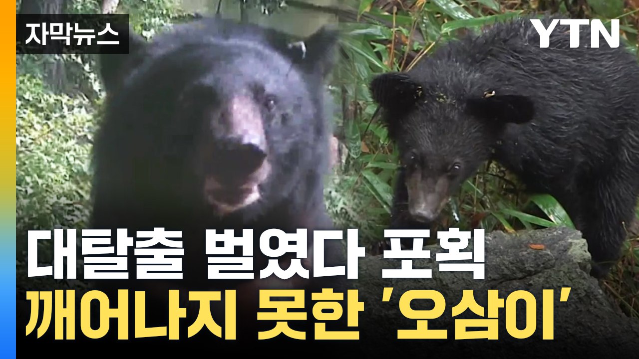 [자막뉴스] 대탈출 벌였다 포획...깨어나지 못한 '오삼이' / YTN