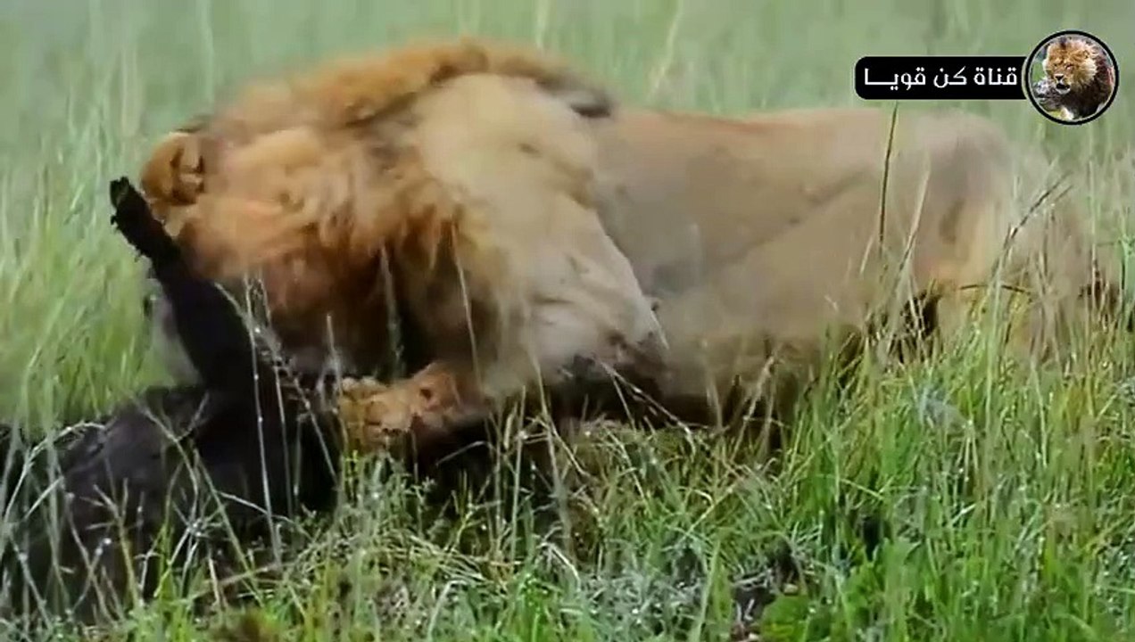 أسد يصطاد خنزير بري