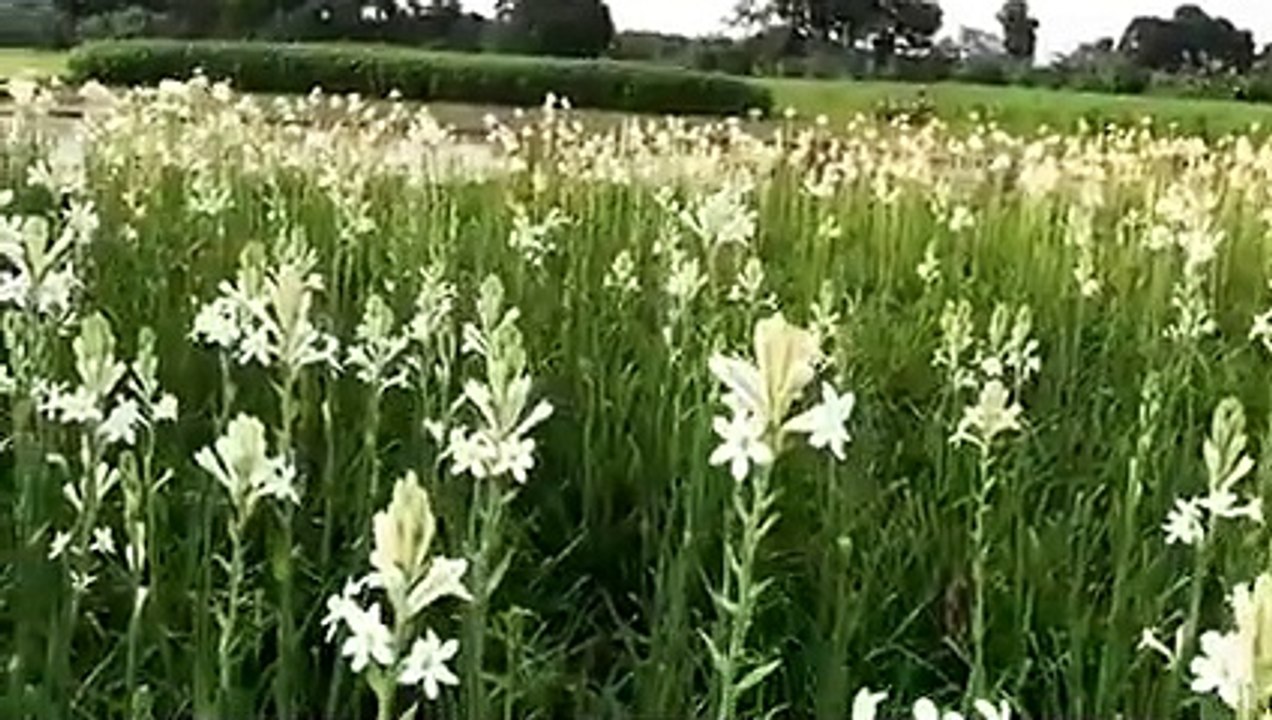 Vlog 6 | Agriculture_বাংলা চটি গল্প- ভাই বোন