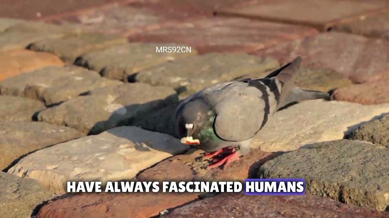 The Pigeon: A Fascinating Bird of History and Symbolism"