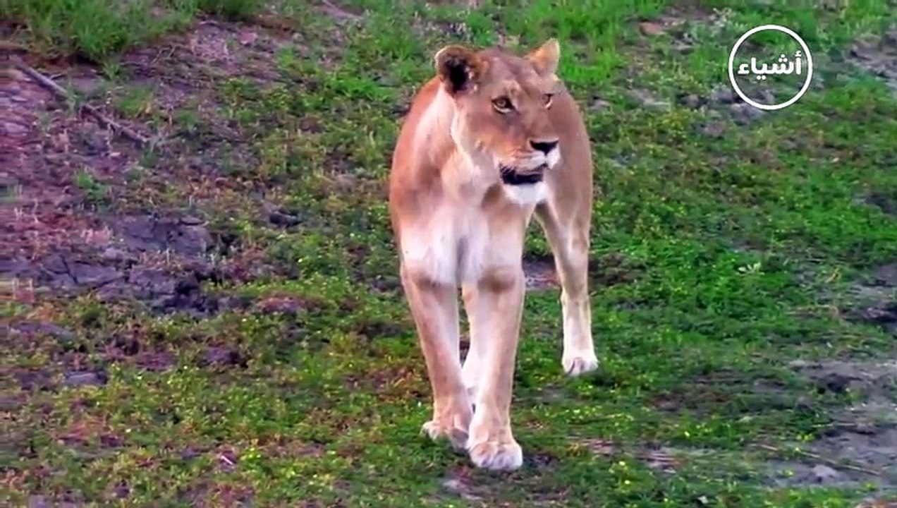 صراع الأسود المفترسة والضباع البرية  عالم الحيوان