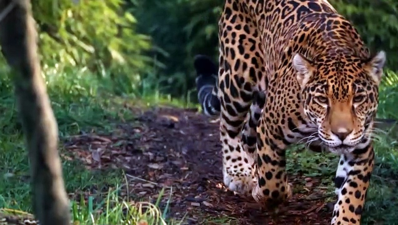 Mad Anteater Easily Defeats Any Leopard and Even a Lion Thanks to Its Long “BEAK”