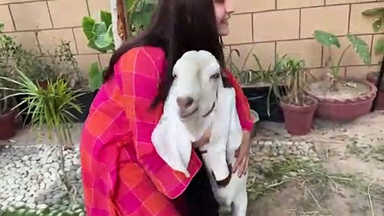 Qurbani Ke Liye Sheep Le Li  - Mandi Ka Sab Se Cute Janwar ❤️