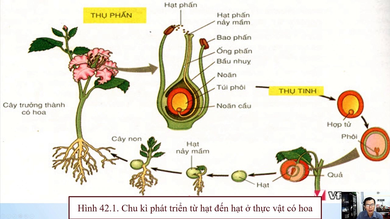 Sinh 11 - Bài 42 Sinh sản hữu tính ở thực vật