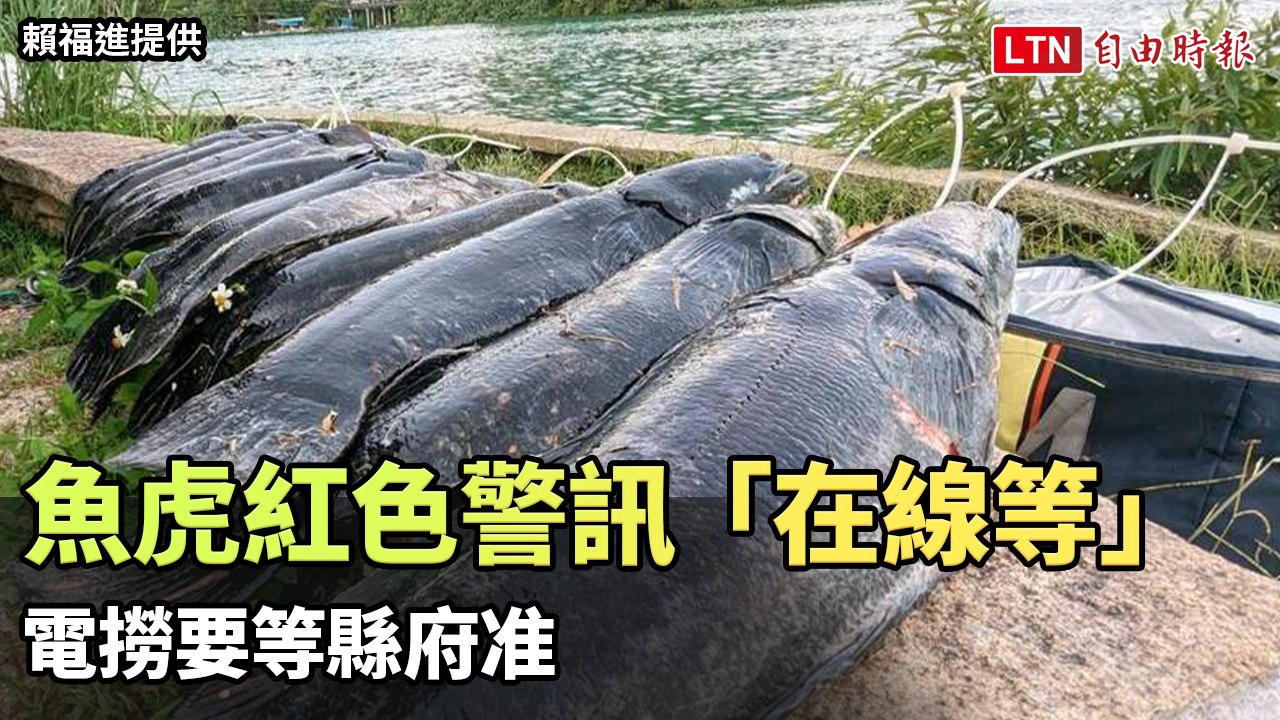 急！日月潭魚虎紅色警訊「在線等」 電撈要等縣府准（賴福進提供）
