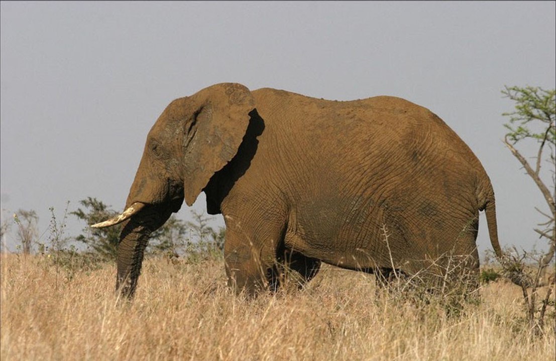 Hot elephant testicles could help cure cancer