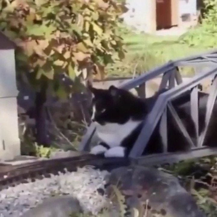 Kumpulan Video Kucing Lucu