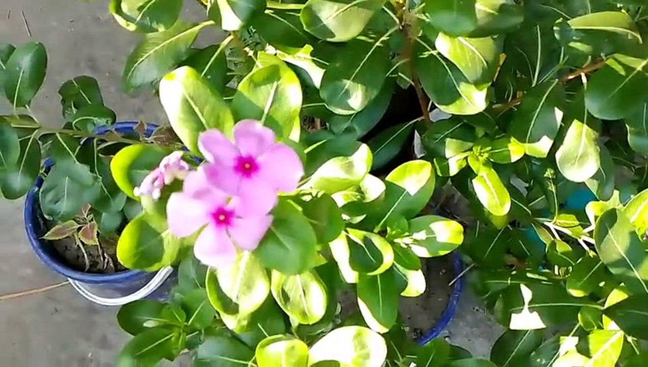 বাংলা চটি গল্প | 38 Vlog | Review of improved varieties of hill neem trees @Alisha