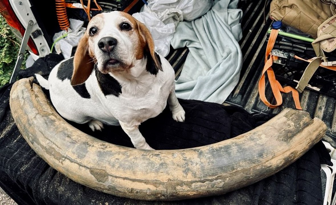 Mammoth tusk discovery