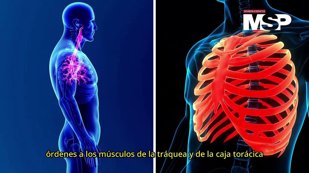 ¿Cómo funciona la tos? - #ExclusivoMSP