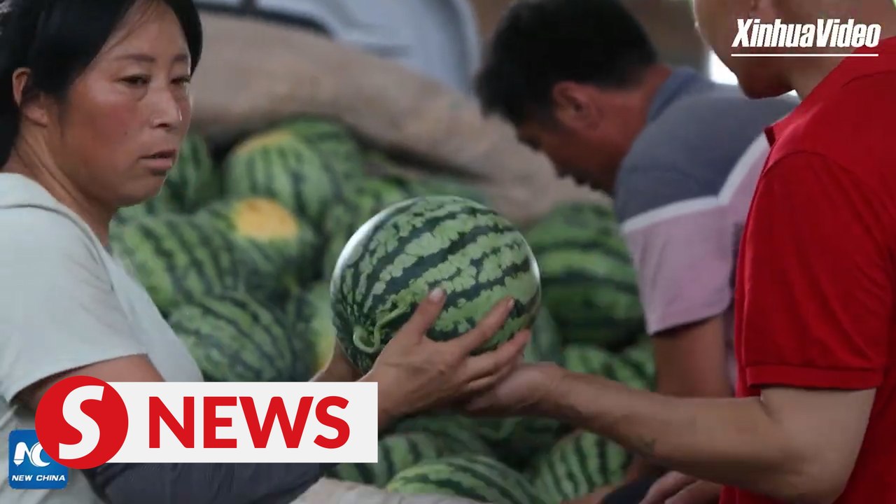 How to "talk to" watermelons to pick a perfect one?