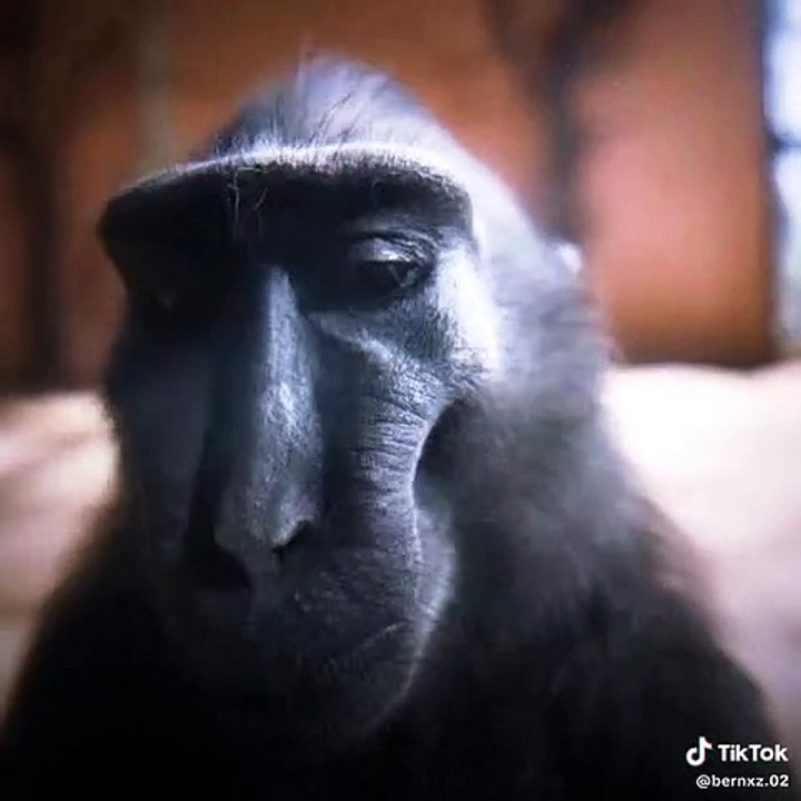 Funny monkey Rizz video 