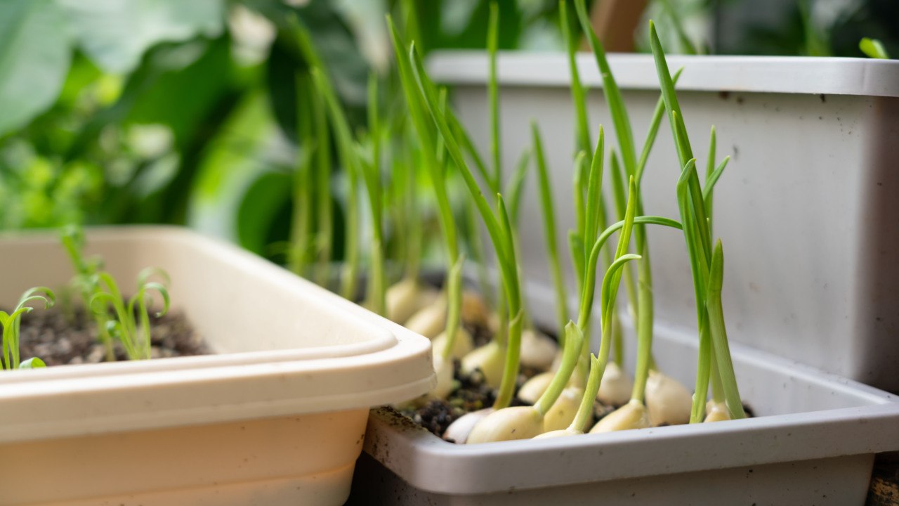 How to Grow Garlic Indoors Year Round